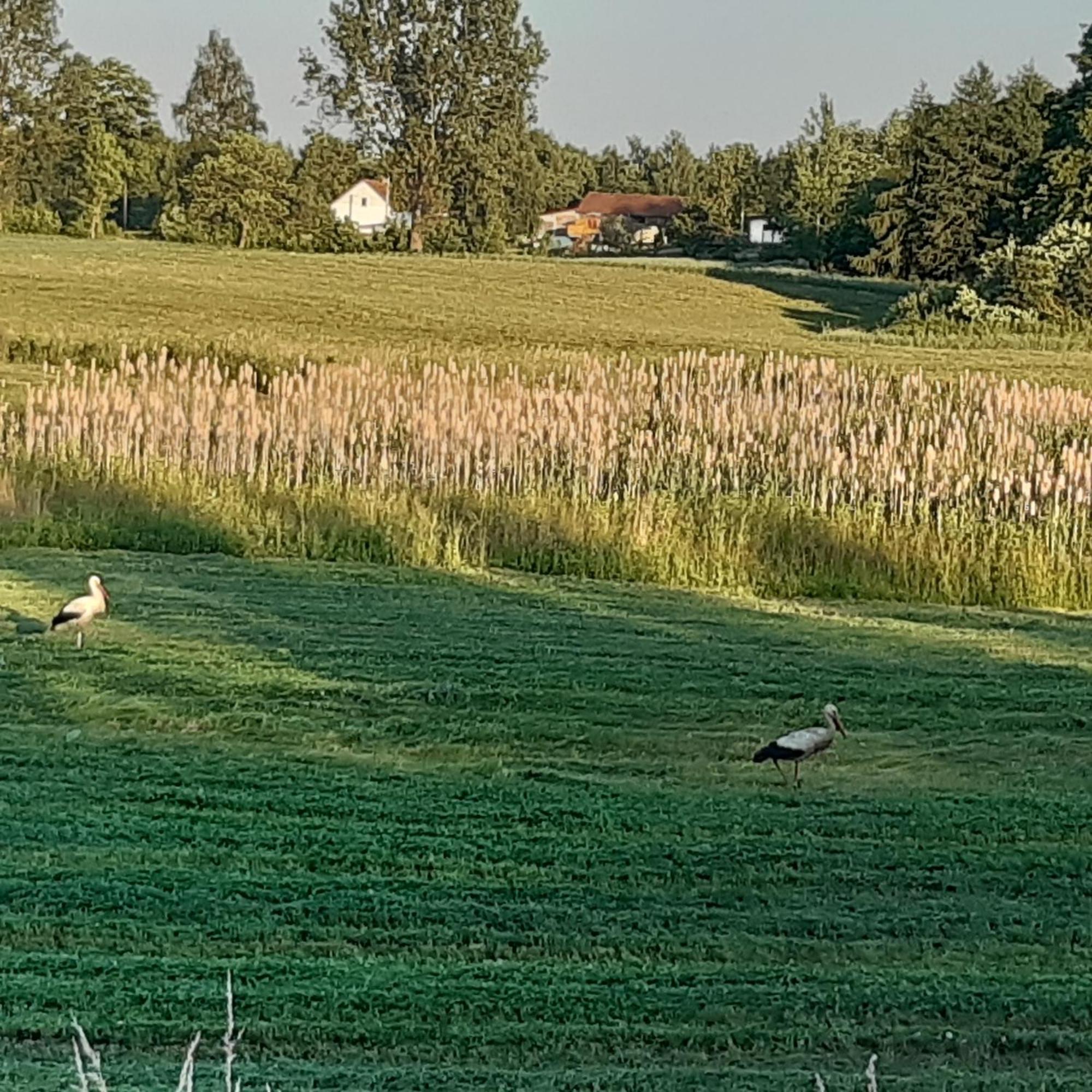 Domek W Kwiatach Zyndaki Esterno foto